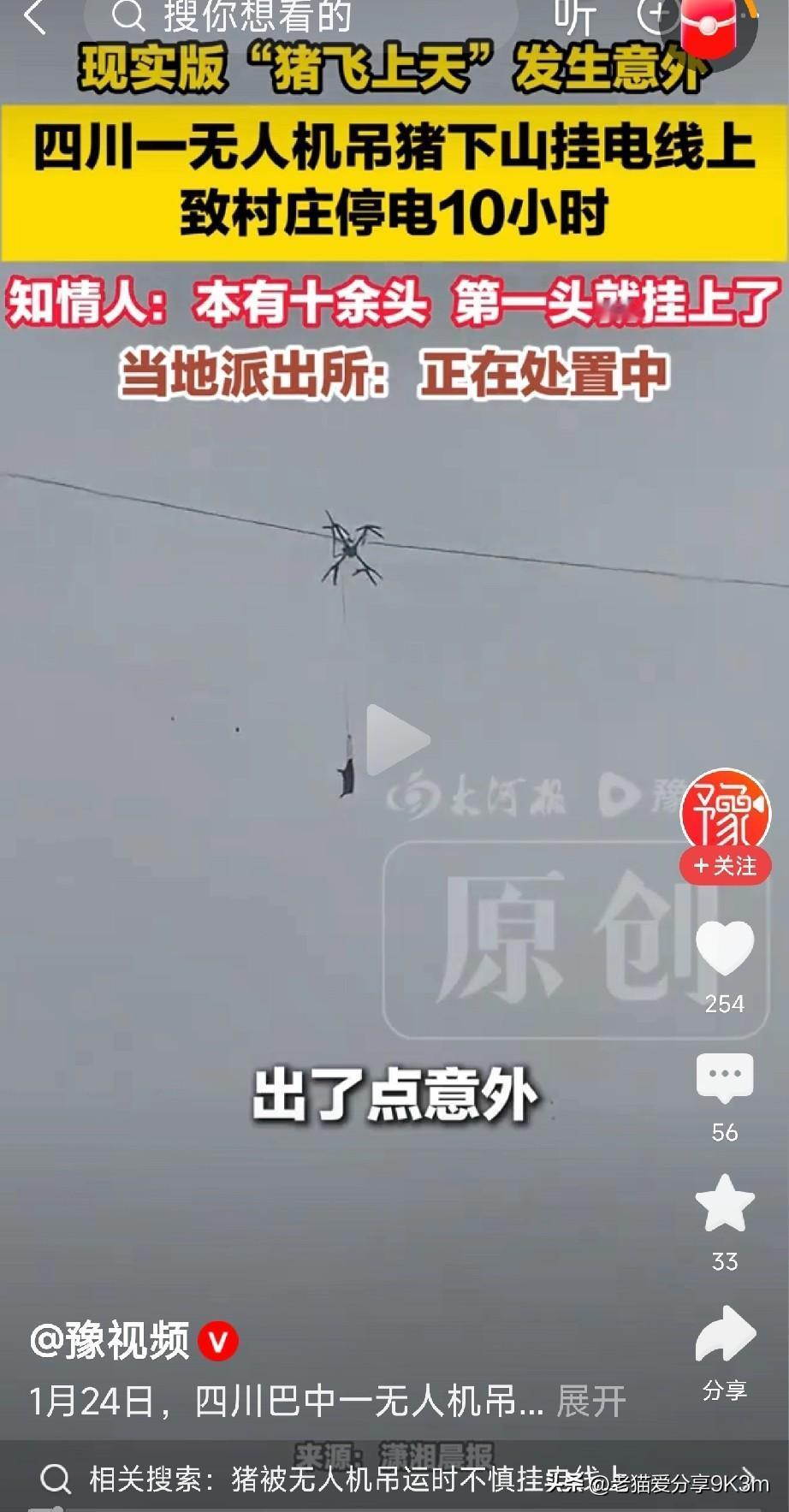 这事搞的！

昨天巴中的村民可能都懵了：家里突然停电，抬头一看——好家伙！一头猪