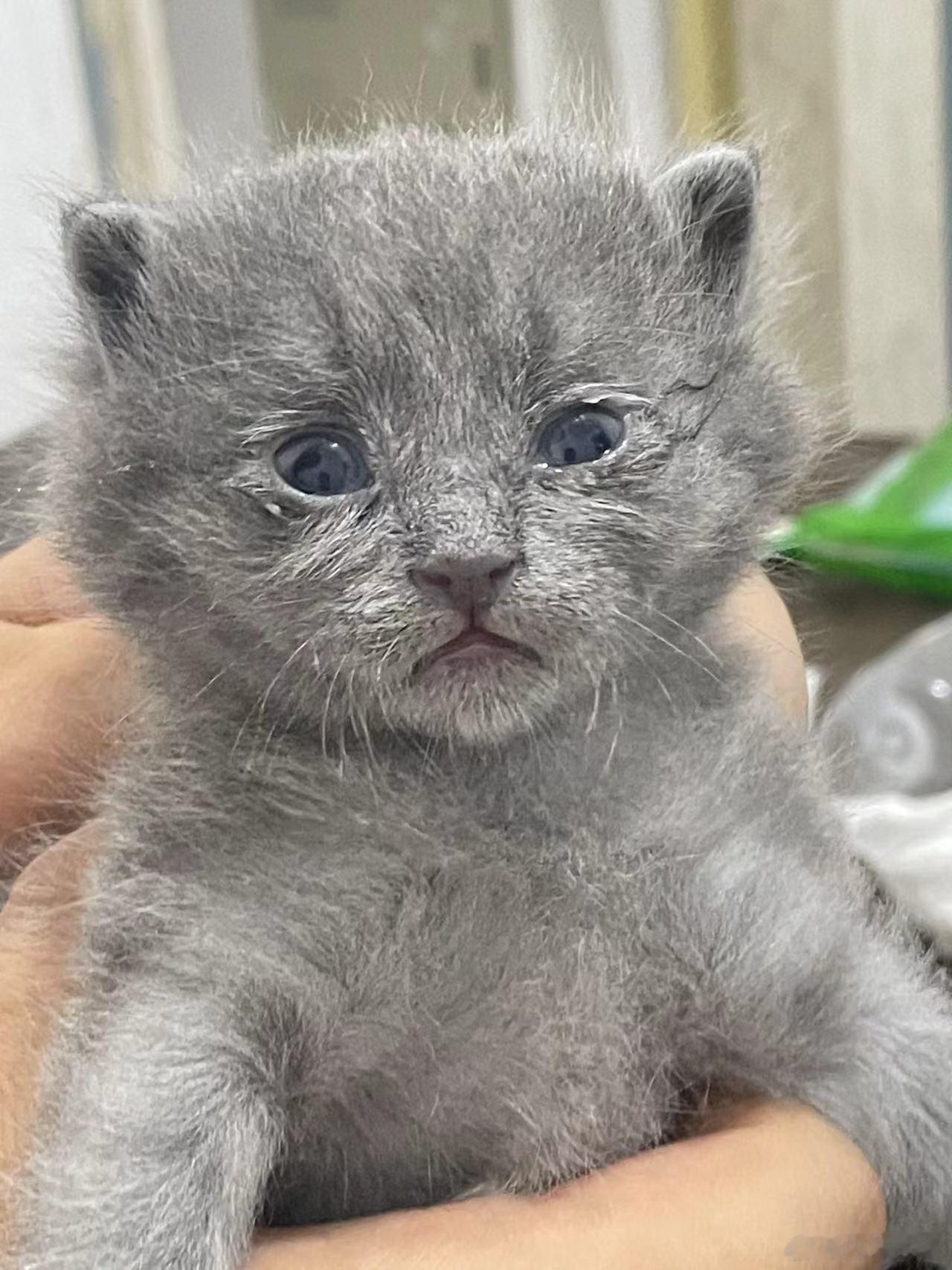 #养了一只98年出生的猫爷爷#接猫猫长寿 ​​​