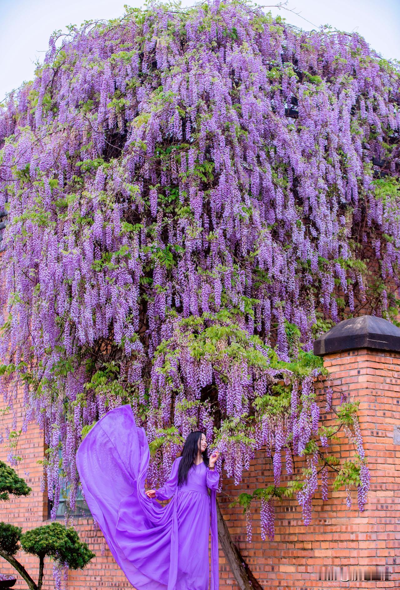 好漂亮的紫藤花，恍若梦境里。
坐标：浙江省台州市临海市江南大道江南叮叮当幼儿园东