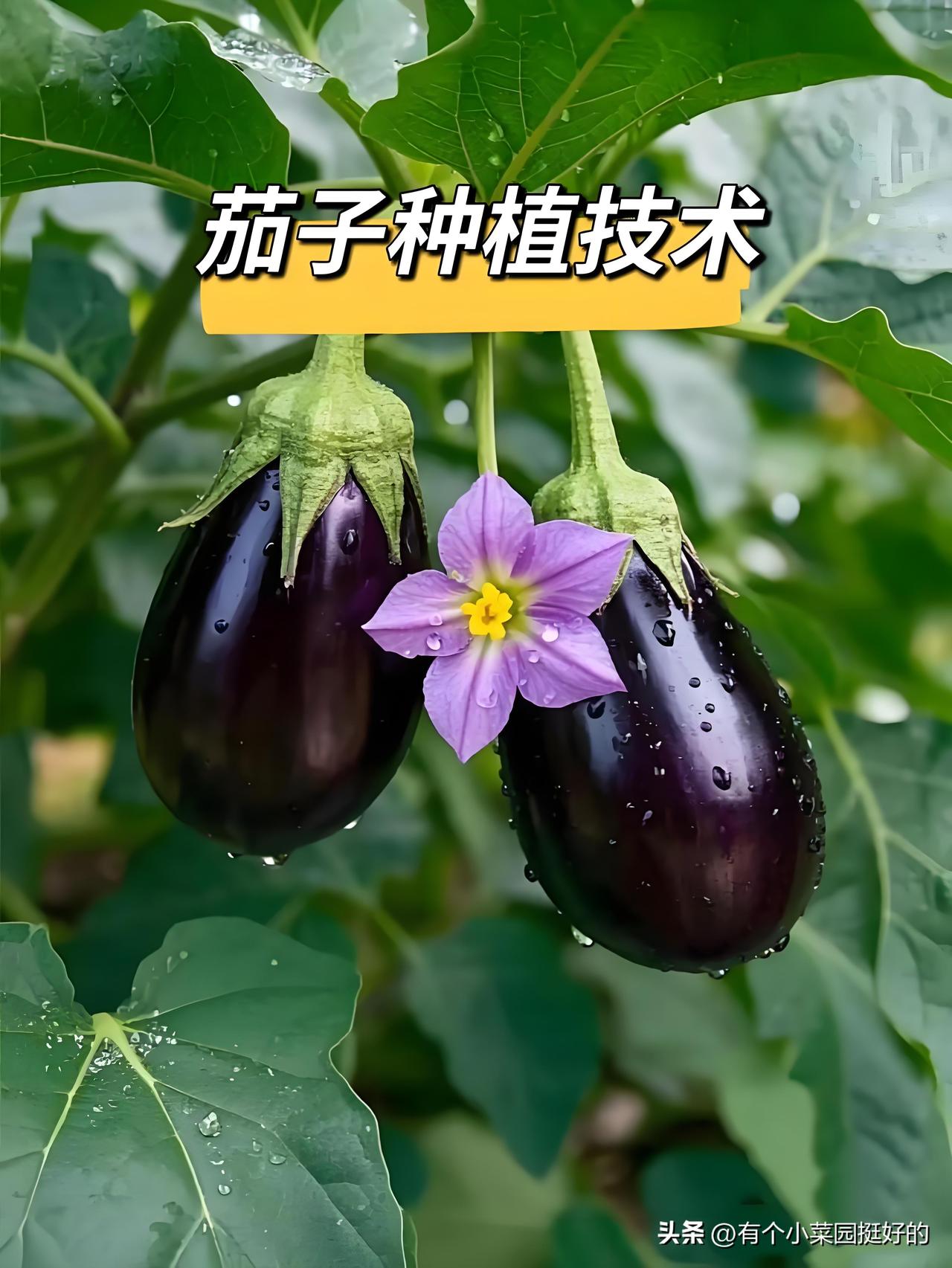 难怪你种的茄子长得差！都是施肥管理出问题了，学会棵棵黑亮挂满枝
 
同样是种茄子