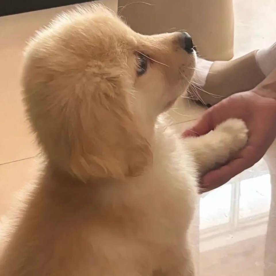 就是朋 