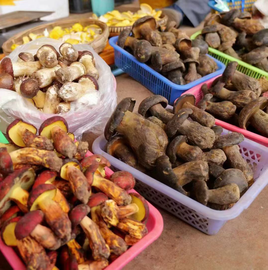🍄到季节了，越来越多啦