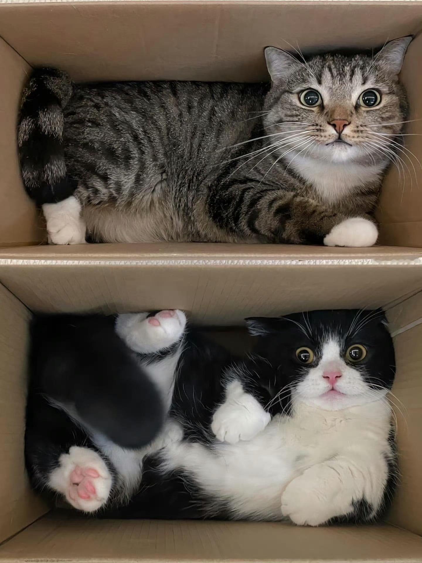 猫咪：妈妈，你又要出门打猎了吗🥹 