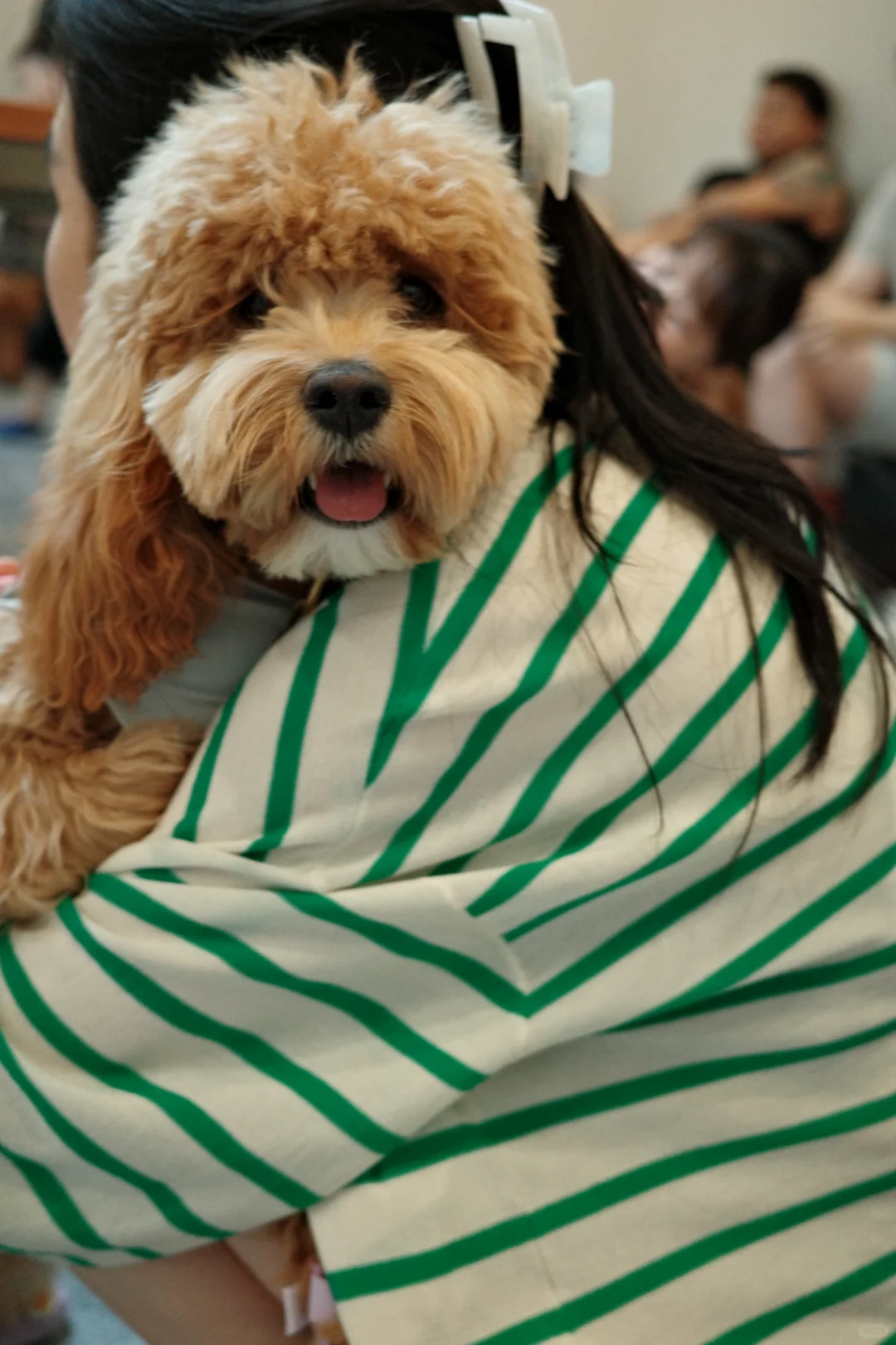 🐶小狗🐶连连看🧐