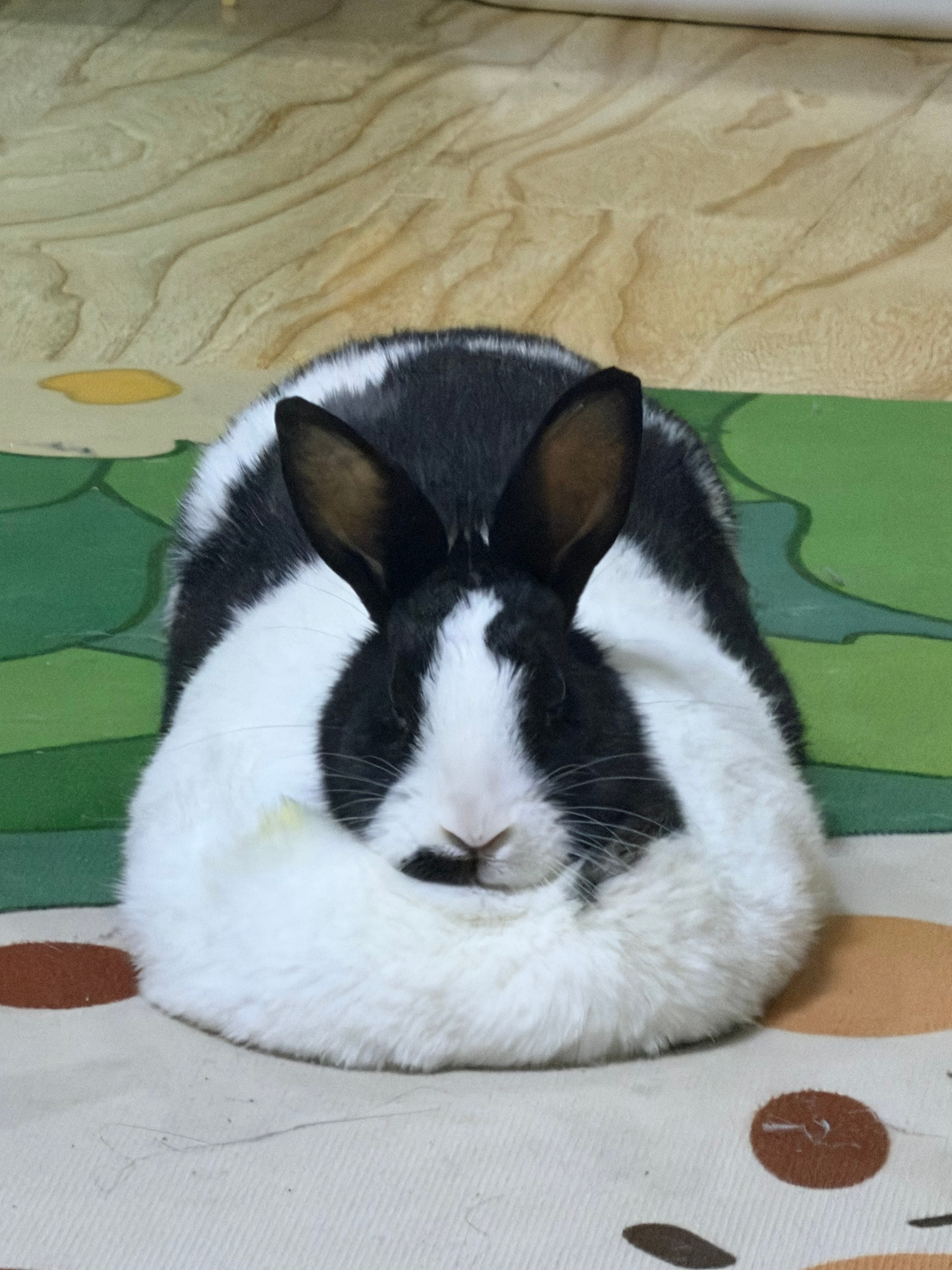 大面包 