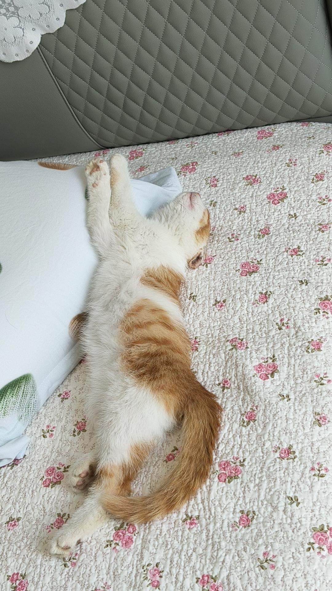 萌宠小奶猫，慵懒睡姿，可爱到爆！🐱💤💕猫系萌照 猫咪慵懒姿态 猫绝美睡姿 