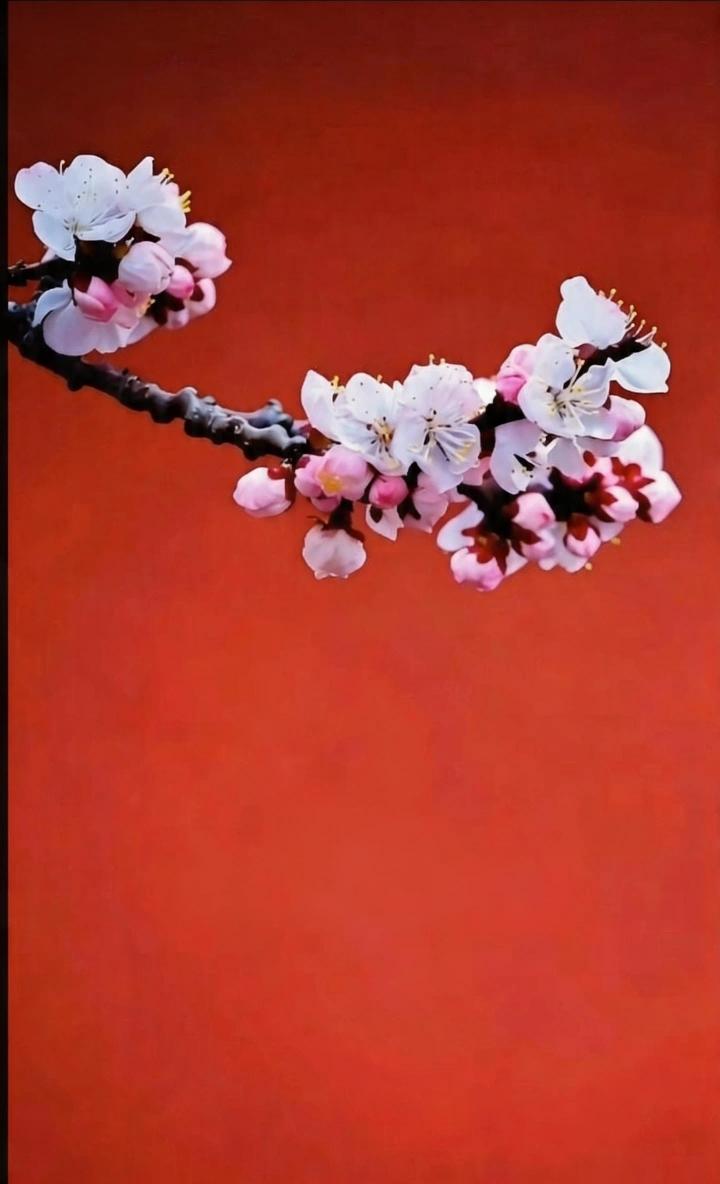 相思莫过杏出墙
花儿招展盼情郎
可叹春风不解意；
———？

上联：花儿枝摇摆；