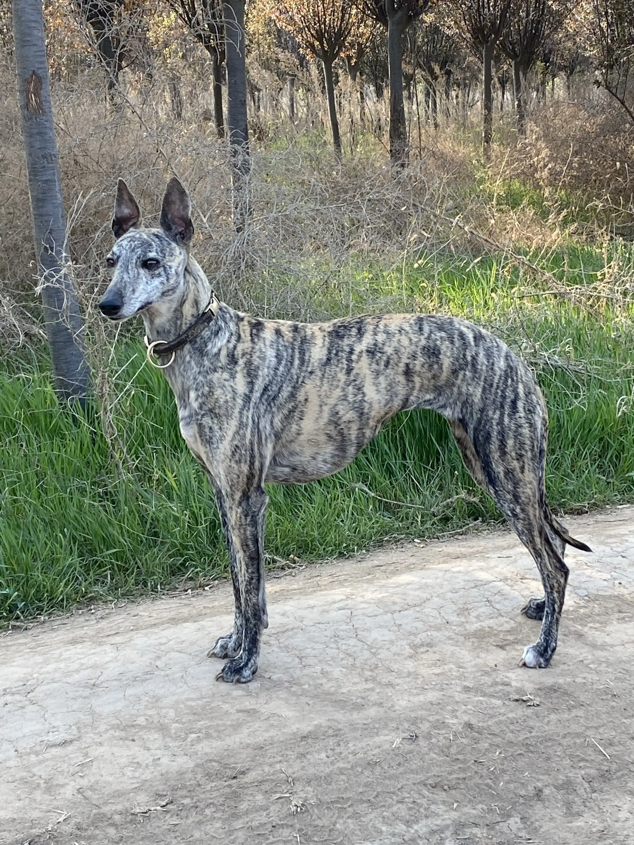猎兔犬细狗 细狗犬 灵缇猎犬 灵蹄犬 狼种犬