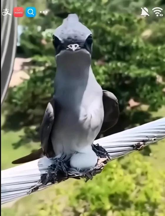 只是可怜了鸟孩子，一出生就命悬一线！鸟妈妈也有灵性