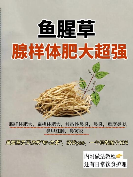 鱼腥草🔥腺-样体肥大超强👍👍👍