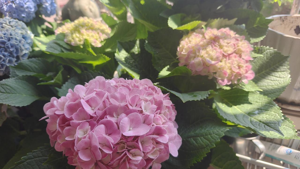 ，什么花都行