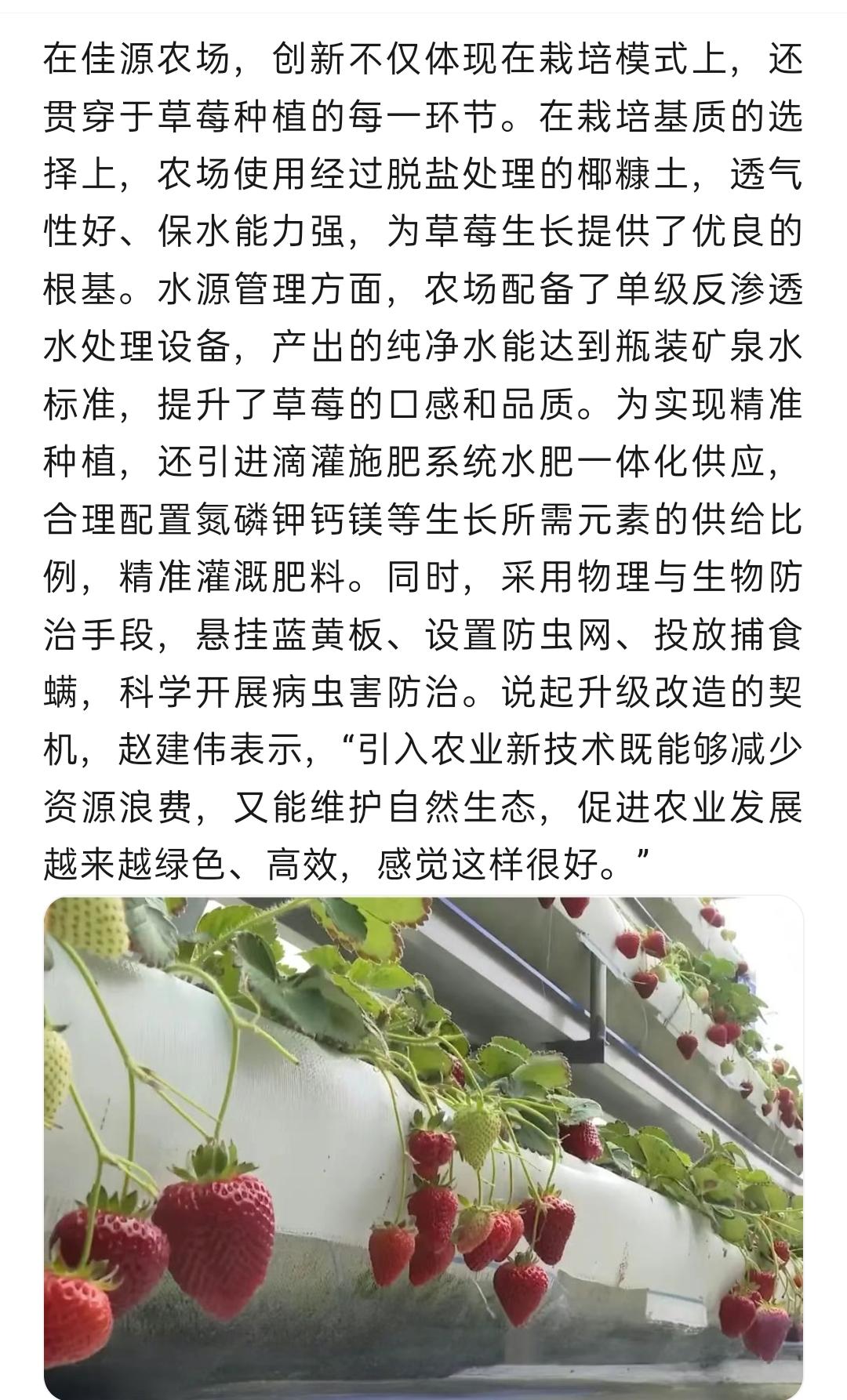 瓦房店：科技赋能草莓