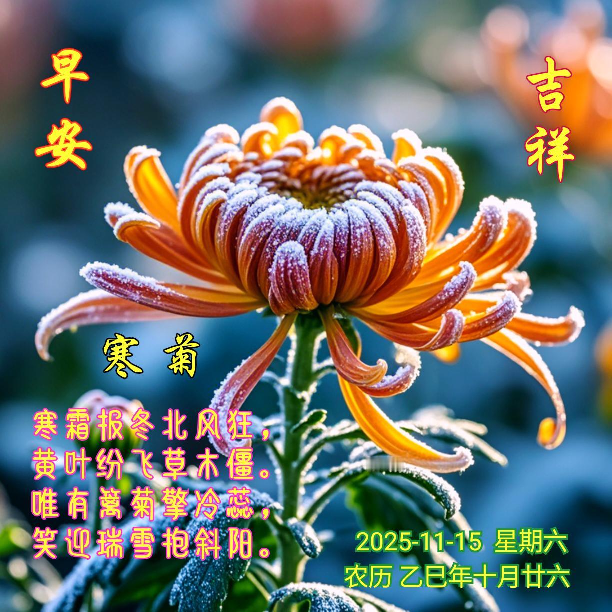 《寒菊》
寒霜报冬北风狂，
黄叶纷飞草木僵。
唯有篱菊擎冷蕊，
笑迎瑞雪抱斜阳。