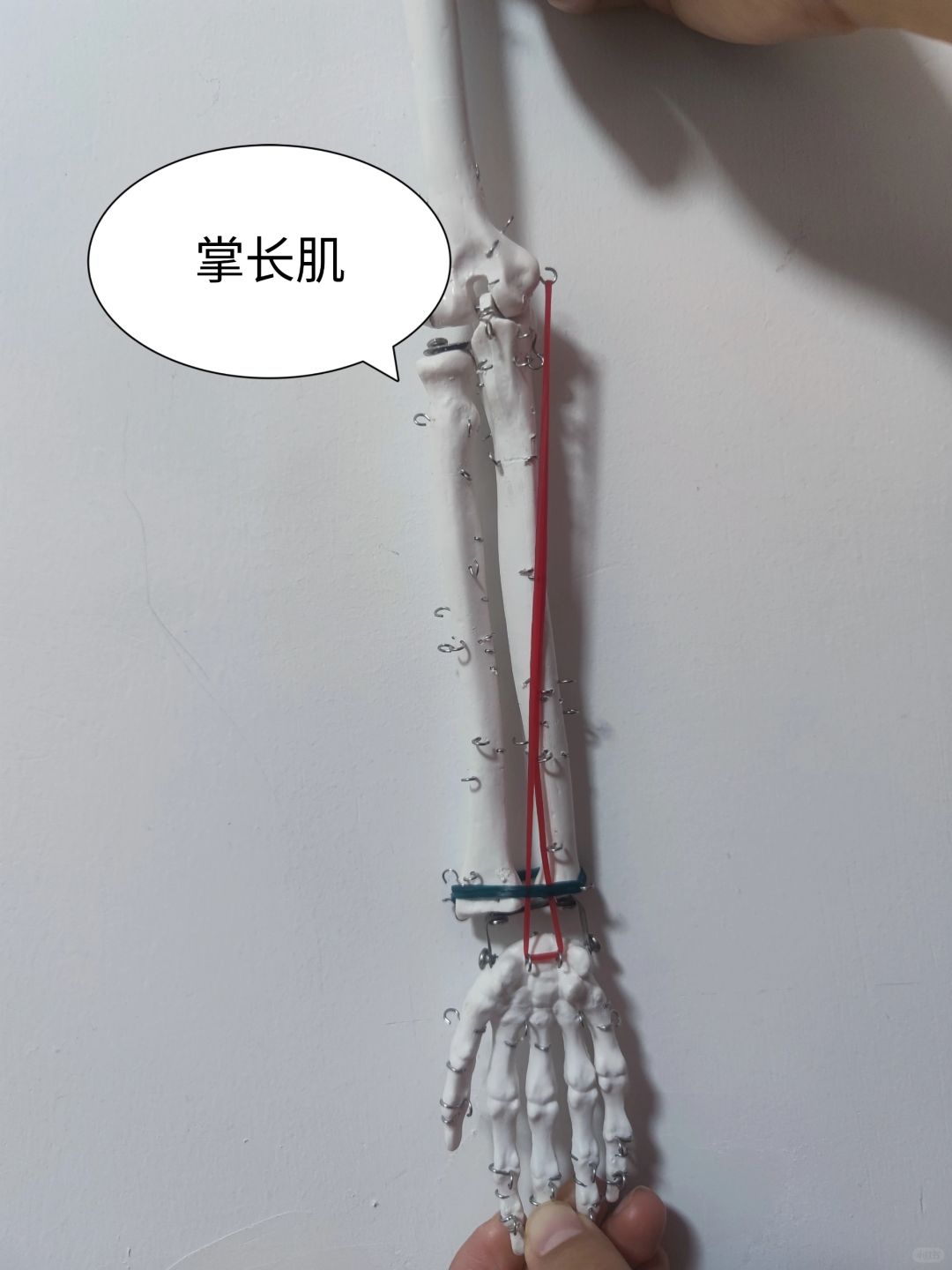 掌长肌