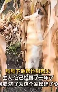 在黑龙江的一位农村女士，带着她的中华田园犬收玉米，这只狗狗居然自学会了掰玉米，比