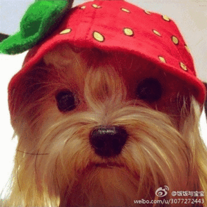小狗参加运动会好小众画面上海线下萌宠盛会欢乐不断，小狗们同台竞技各展风采，闯关赛