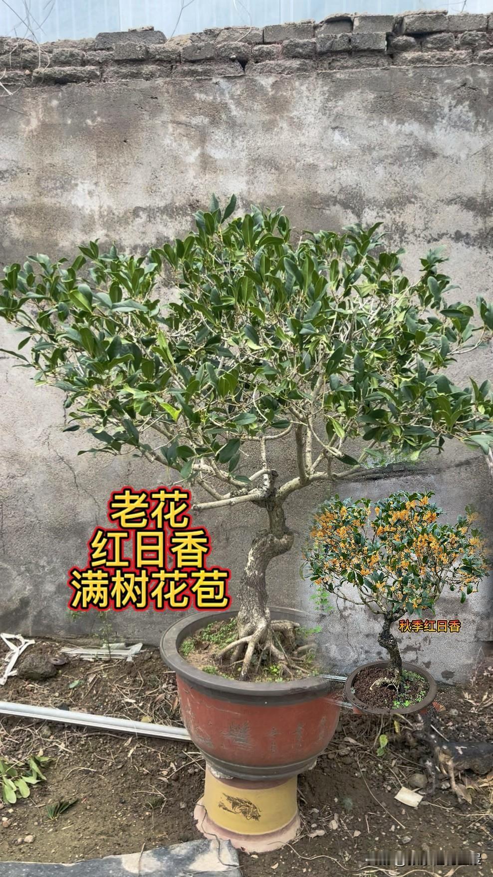 晒一晒养花小盆栽主养桂花，好品种都有，老金桂，沉香，朱砂，软叶丹，柳叶银，早银桂