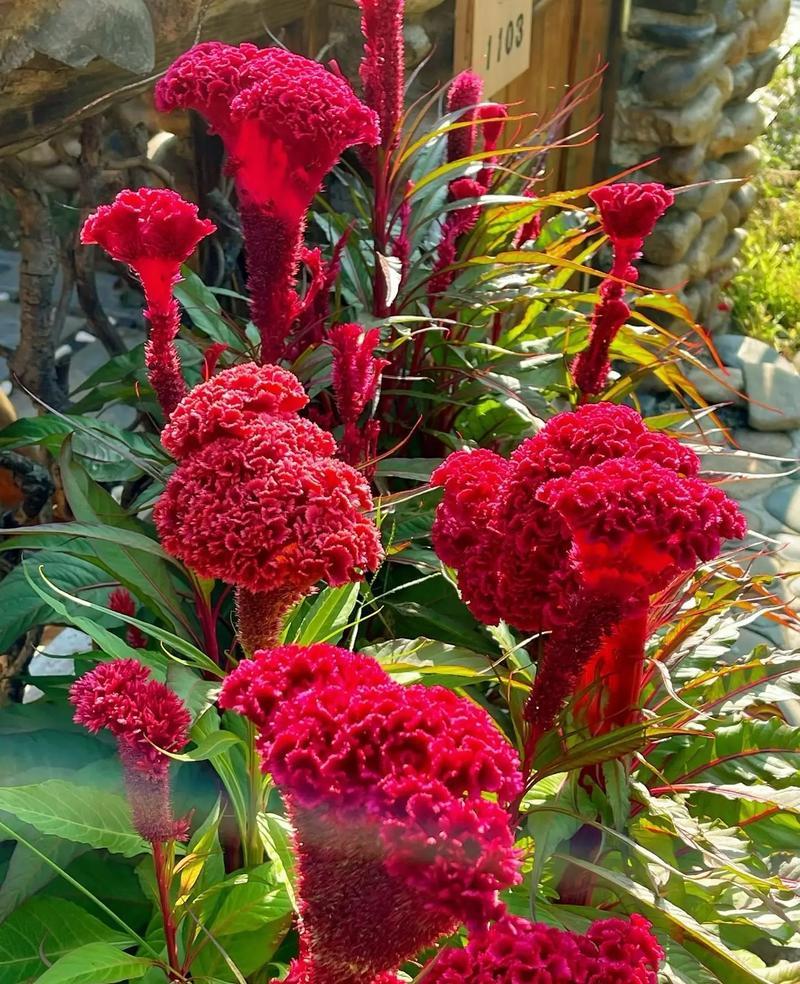 鸡冠花红似火，漂亮又喜庆，而且花期也比较长，对土质要求也比较低，什么地方能生长开