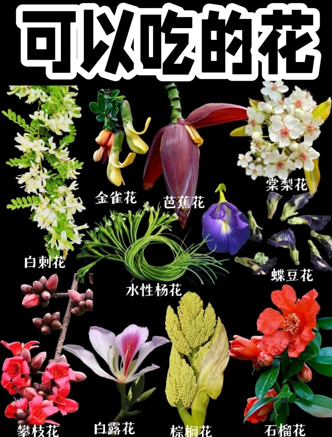 原来春天，真的可以 “吃” 进嘴里🌸
盘点 10 种可以放心吃的春日鲜花：
白