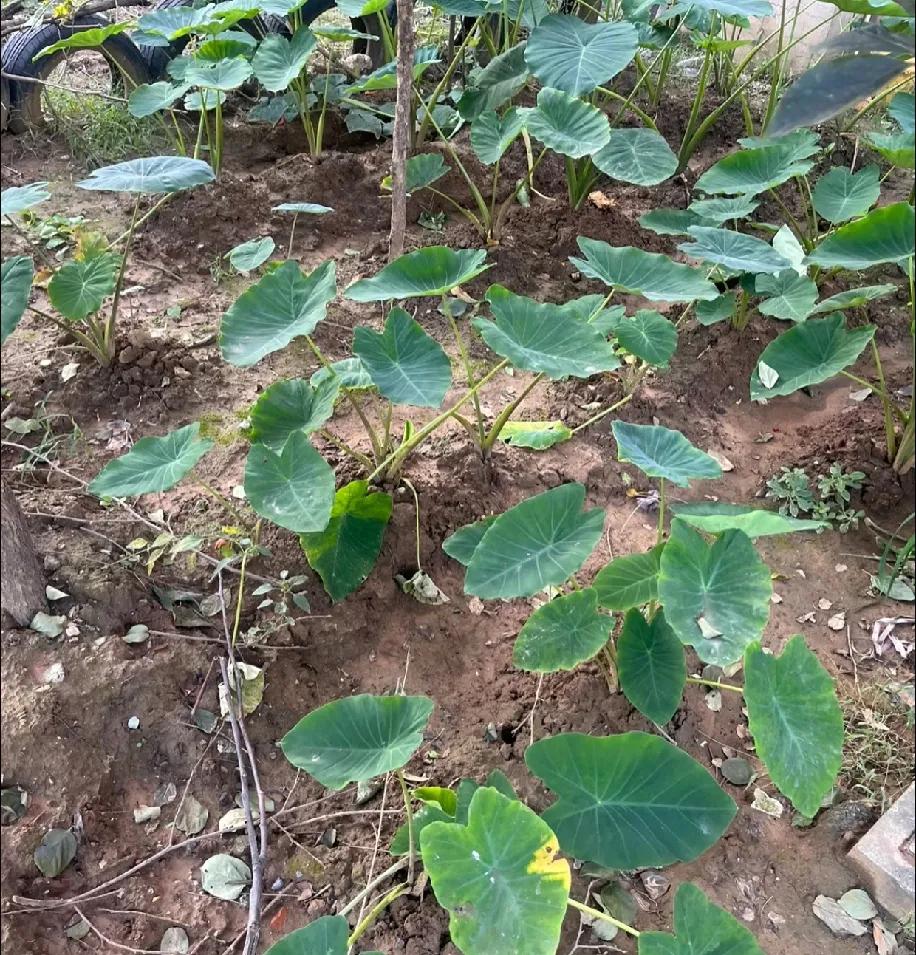 这“荷花”咋长地里了？我是不是认错植物了？
 
家人们快帮我看看！
 
在地里瞅