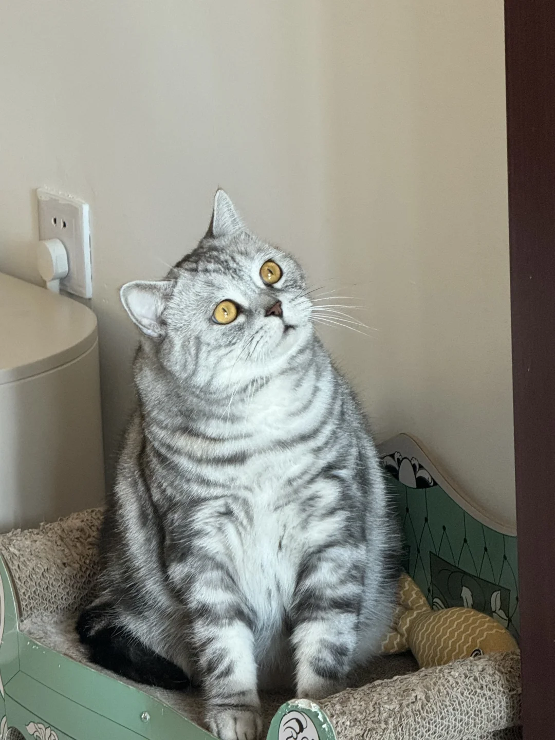 奥特小猫！