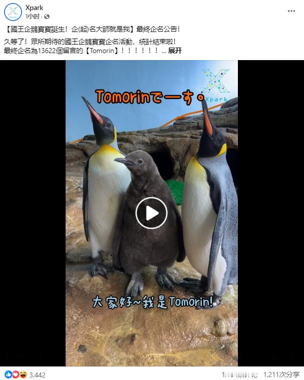 台湾Xpark水族馆的企鹅宝宝，通过投票最终定名为「Tomorin」 