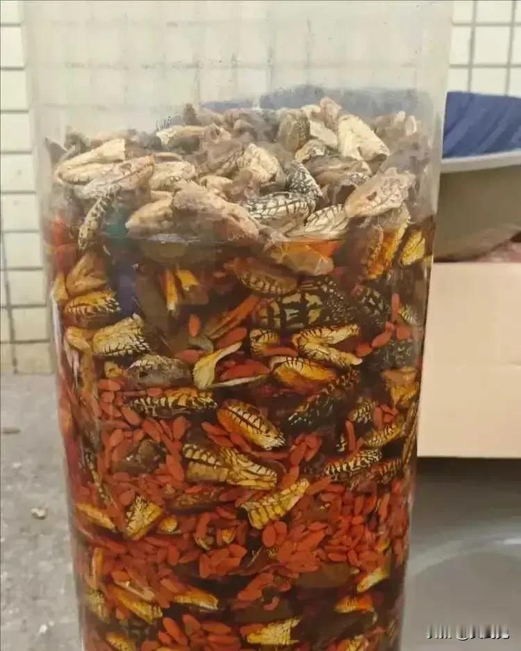 这么多脑袋泡出来的药酒，肯定很补脑吧[思考]