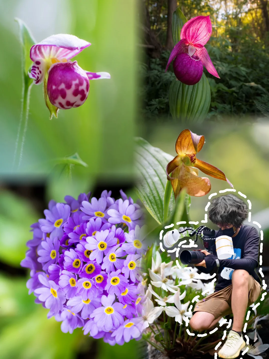 北京的野花“天花板”，你见过几种？