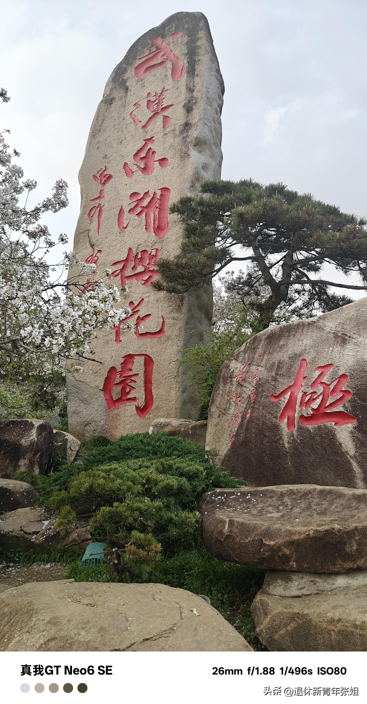 武汉东湖樱花园花与人的海洋