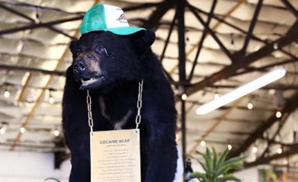 1985年，毒贩桑顿的飞机出事了，1500万美元的可卡因掉进了森林，然后，一只黑