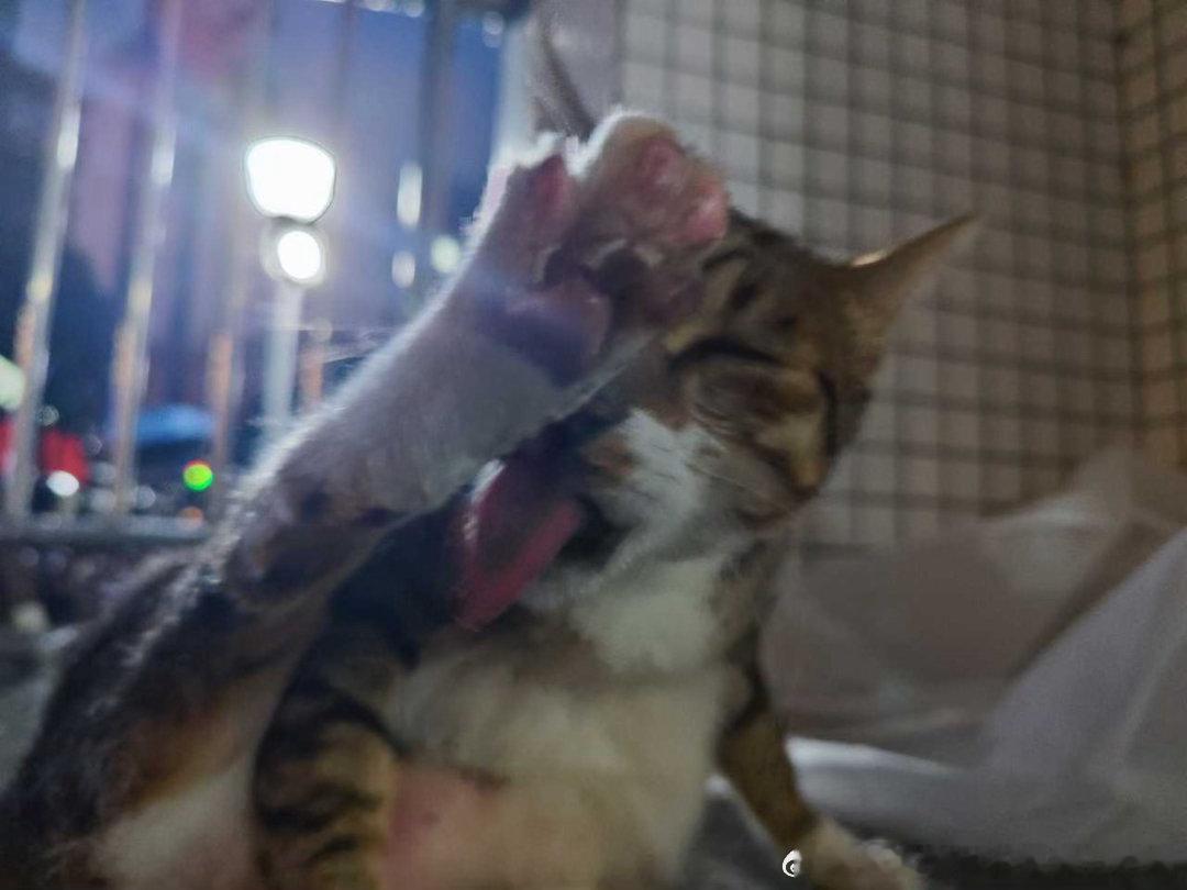 50359【丑猫】学校里的公公猫激情舔毛中 