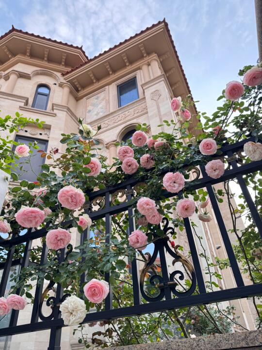 500平花园｜用三年的时间等来了我家的花开