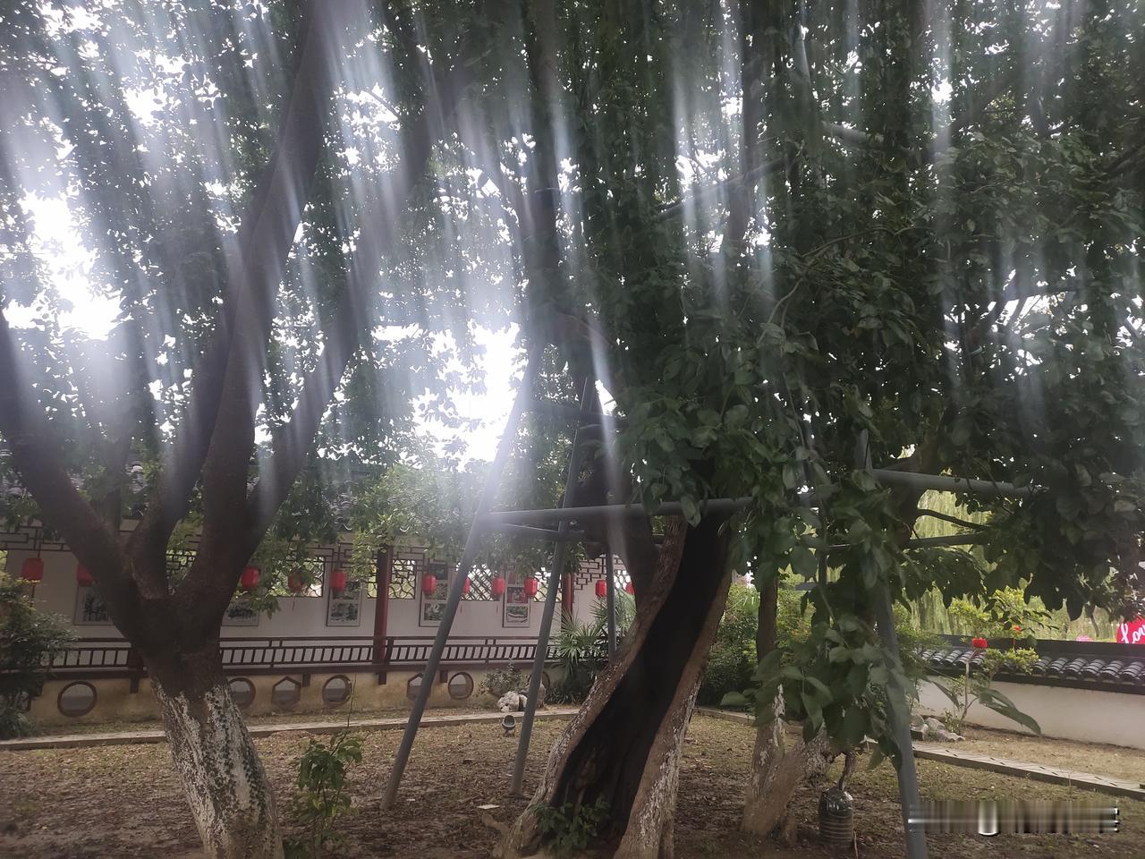 千年红豆生南国
