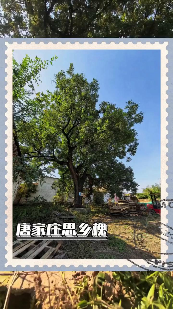 唐家庄思乡槐。