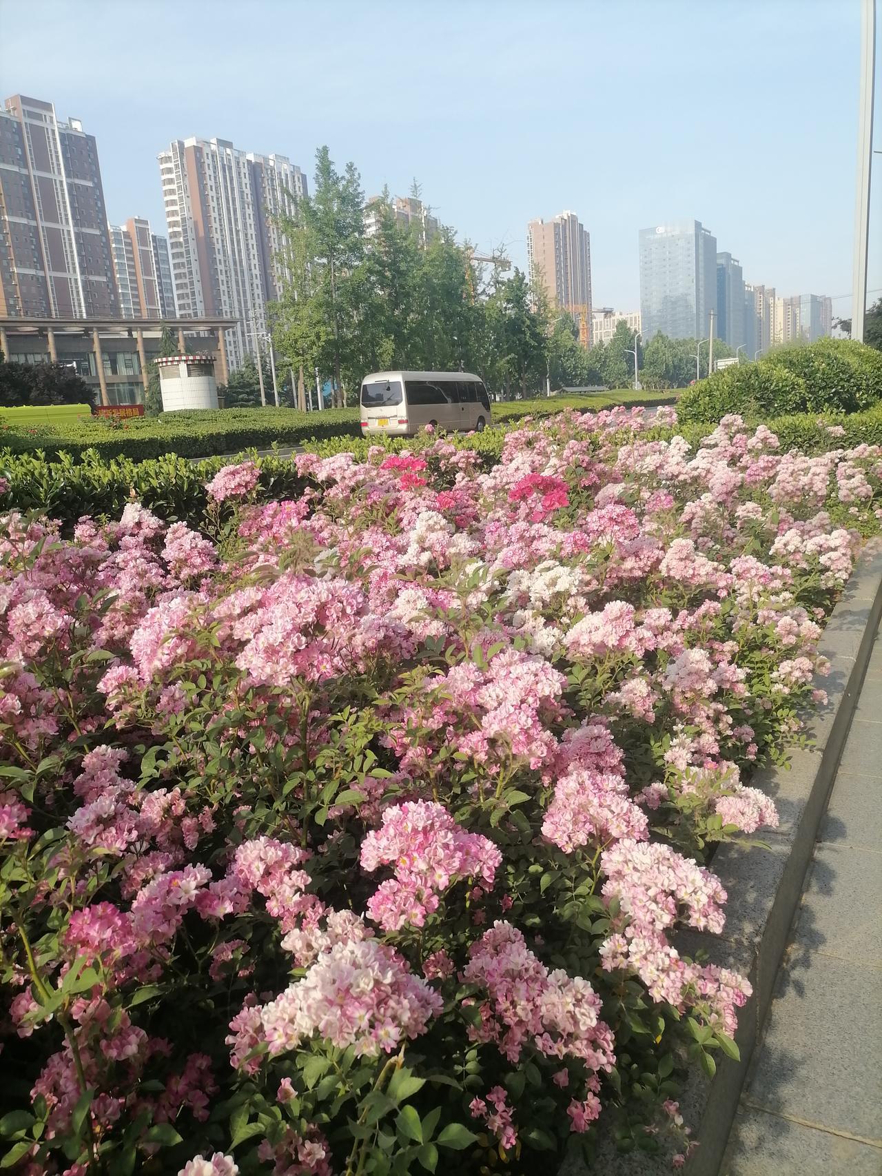 今日骑行晨练，来到距小区1.5公里的金泉大街，这是市中心区靠北新修没几年的新大街