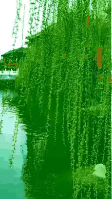 柳枝随风摇曳，太浪漫惬意啦！