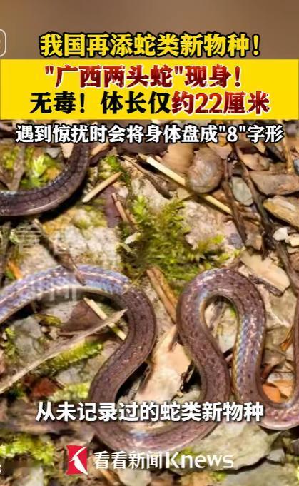 重磅发现！我国新增蛇类新物种，广西“两头蛇”现身，无毒还会盘成8字形。

我国蛇