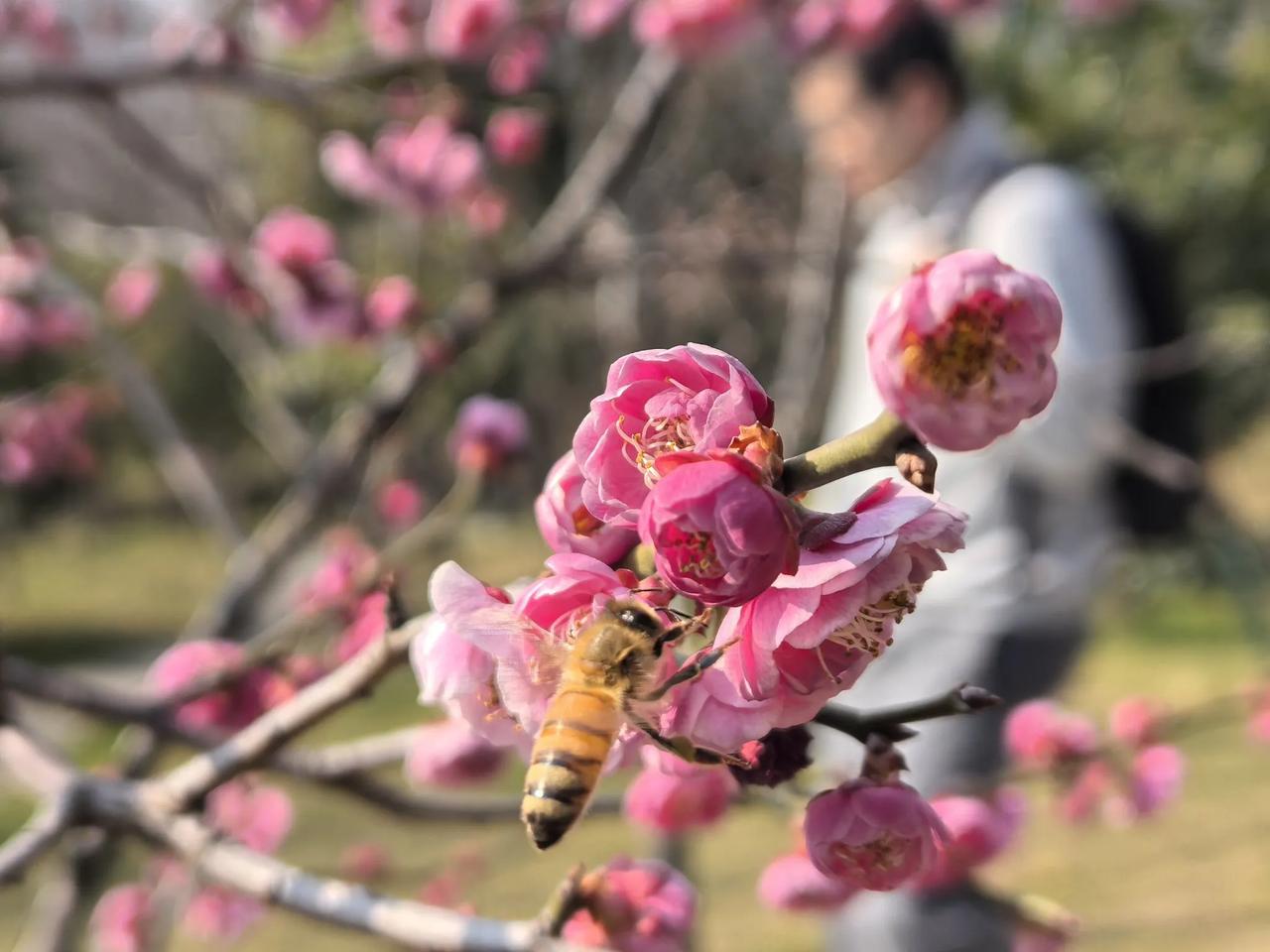 春闹，梅花争妍，蜜蜂弄蕊，世人踏青。