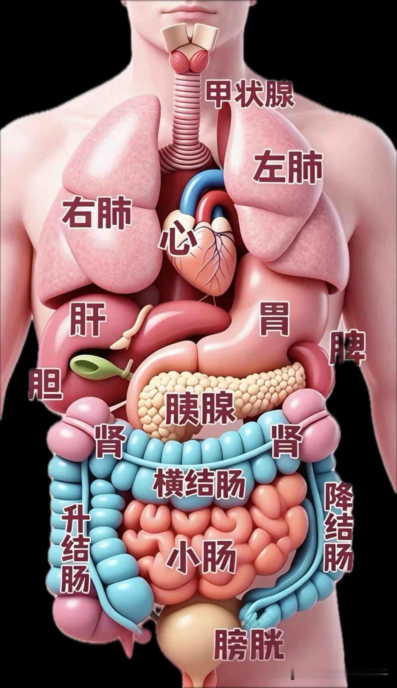 一图让你看清五脏六腑
       原以为了解自己的身体很容易，直到看到那张能看