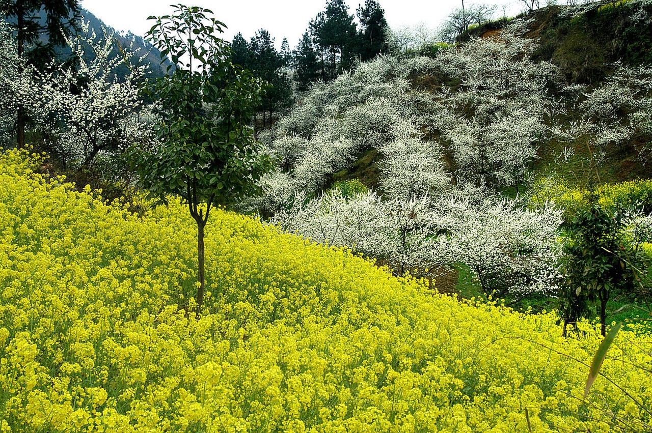 春天到了，万物生发，但咱们老百姓的心愿，其实特别简单。今年这个春天，我最大的愿望