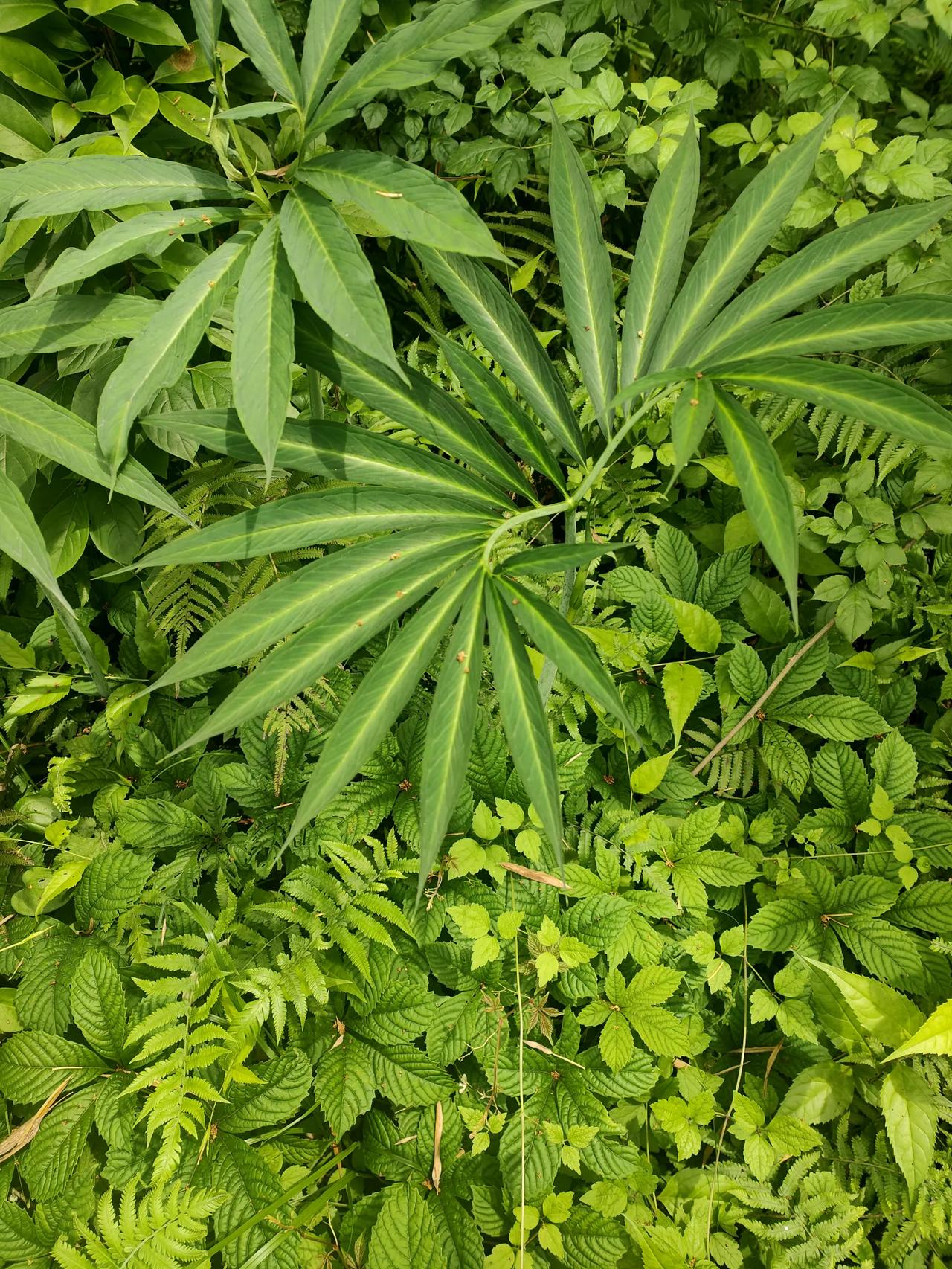 微信识别出这个植物为“天南星”。叶子非常好看，茎粗壮，有剧毒。我们村有一块地，年