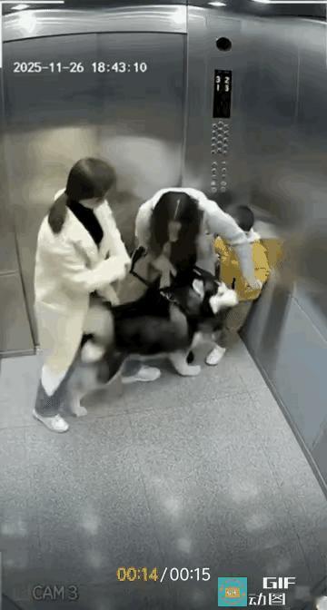 遛狗不拴绳不行，遛狗拴绳也不行！
遛狗拴绳仍会发生狗伤人危险事件！

看看电梯里