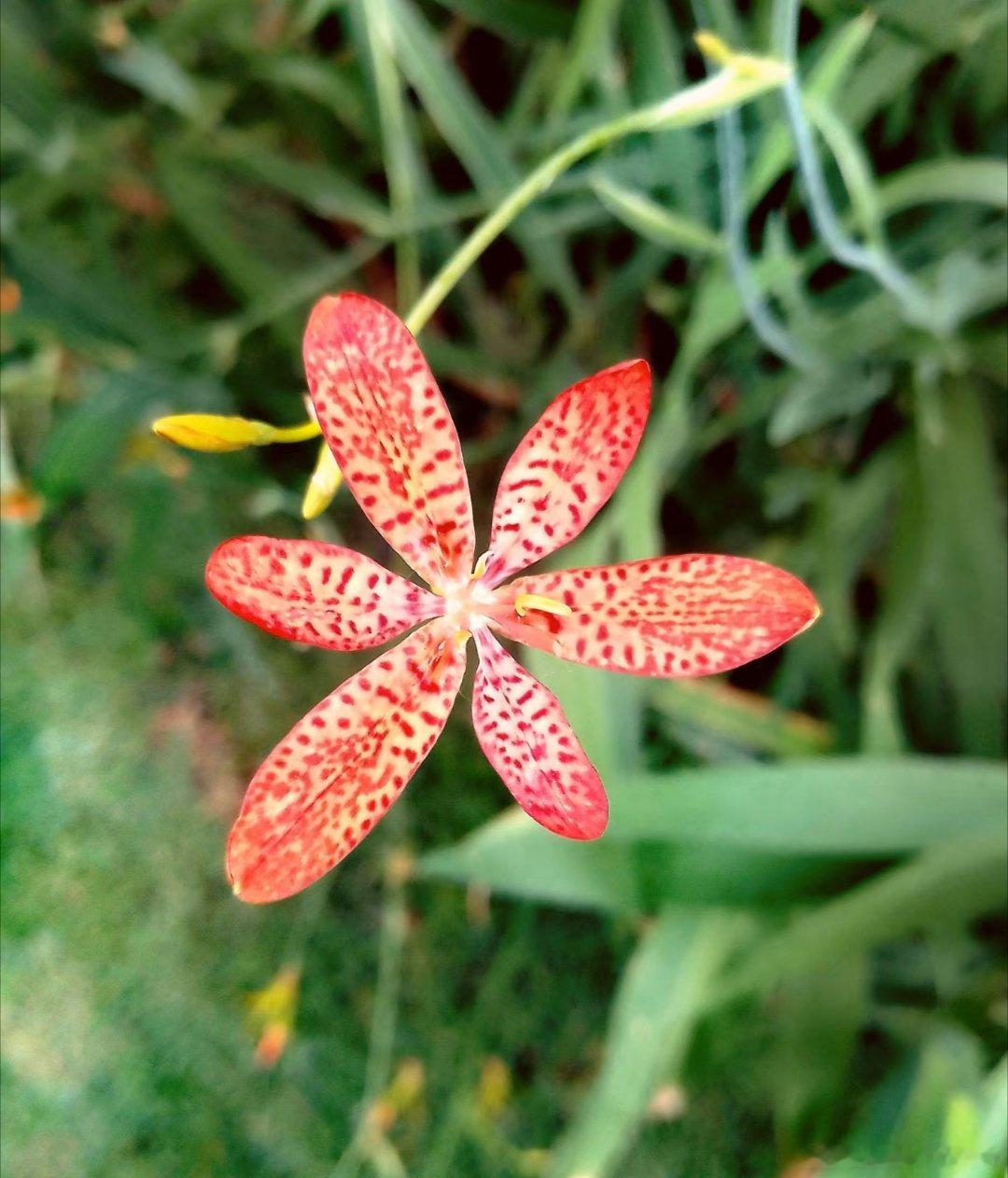～365植物心语～ 🌿✨📅 0️⃣6️⃣月1️⃣0️⃣日今日植物：射干（Be