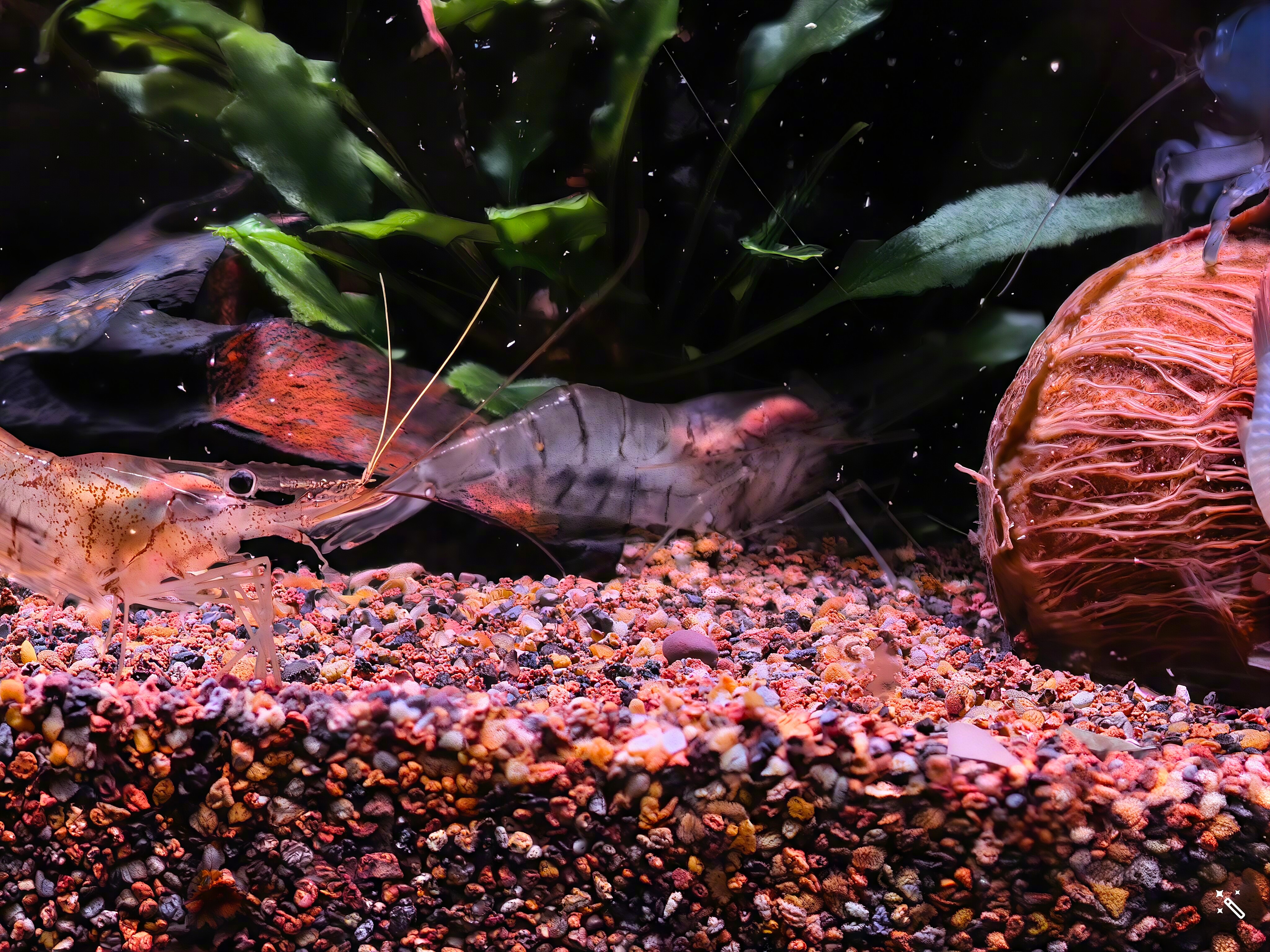 吃完饭，下楼收拾下鱼缸，明儿带恩博、亢岳、小吕司机，去西藏拍小综艺去，又一周不在