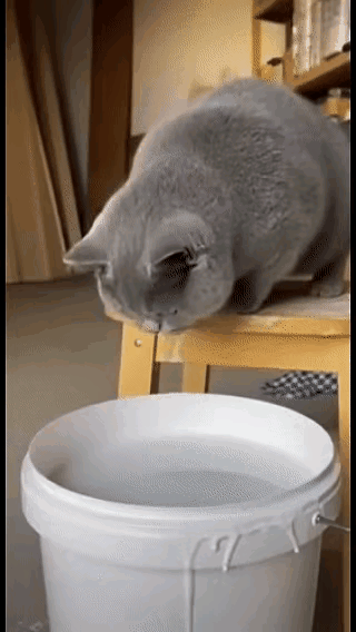 时装秀啊，小猫咪呀。你这魔术无人可比呀！就不知道主人怎么把你洗干净。好奇是怎么害