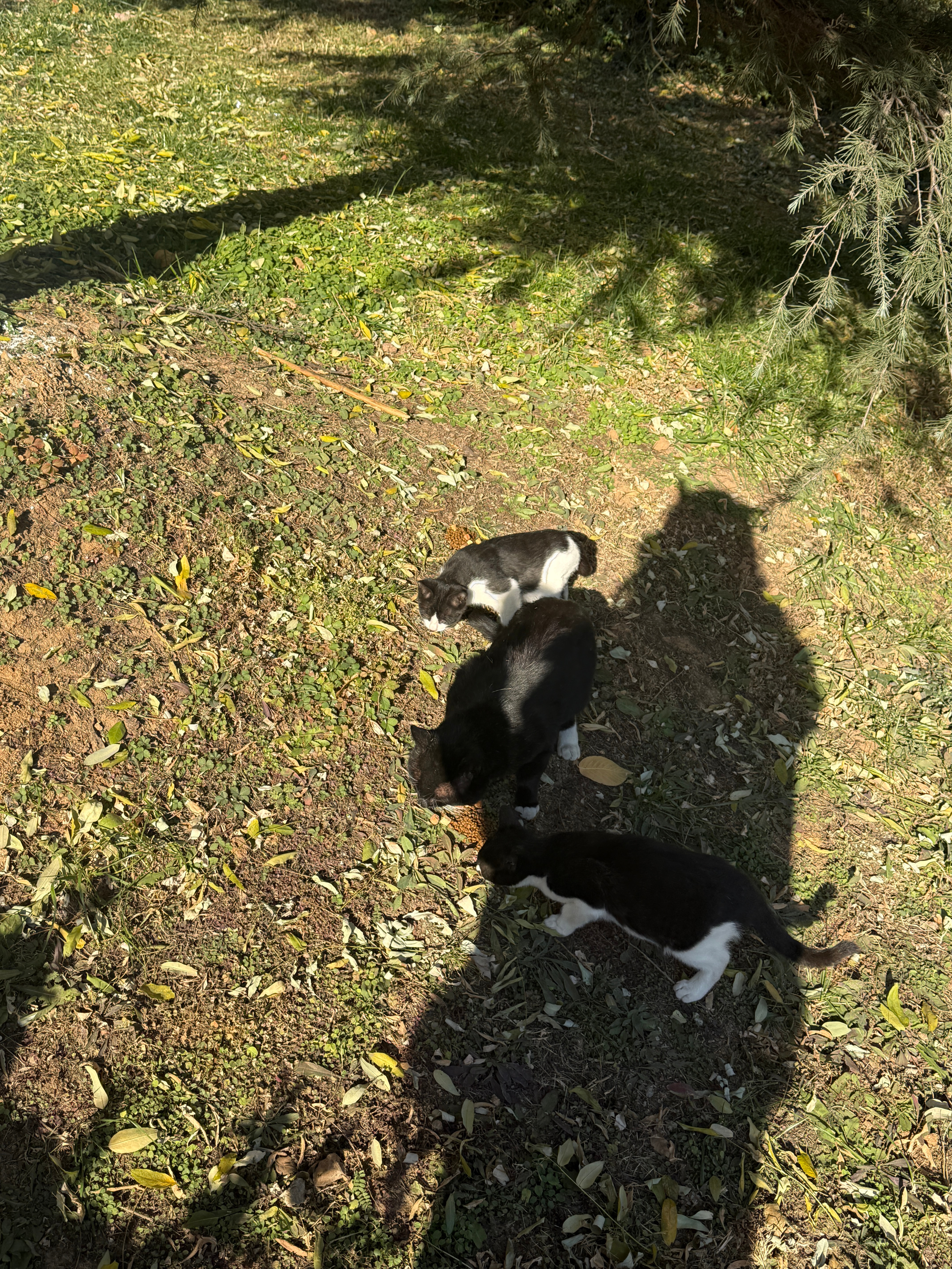 我们家楼下的一群小黑猫，每次看到带粮他们都不在；忘记带粮他们又在楼下等投喂……终