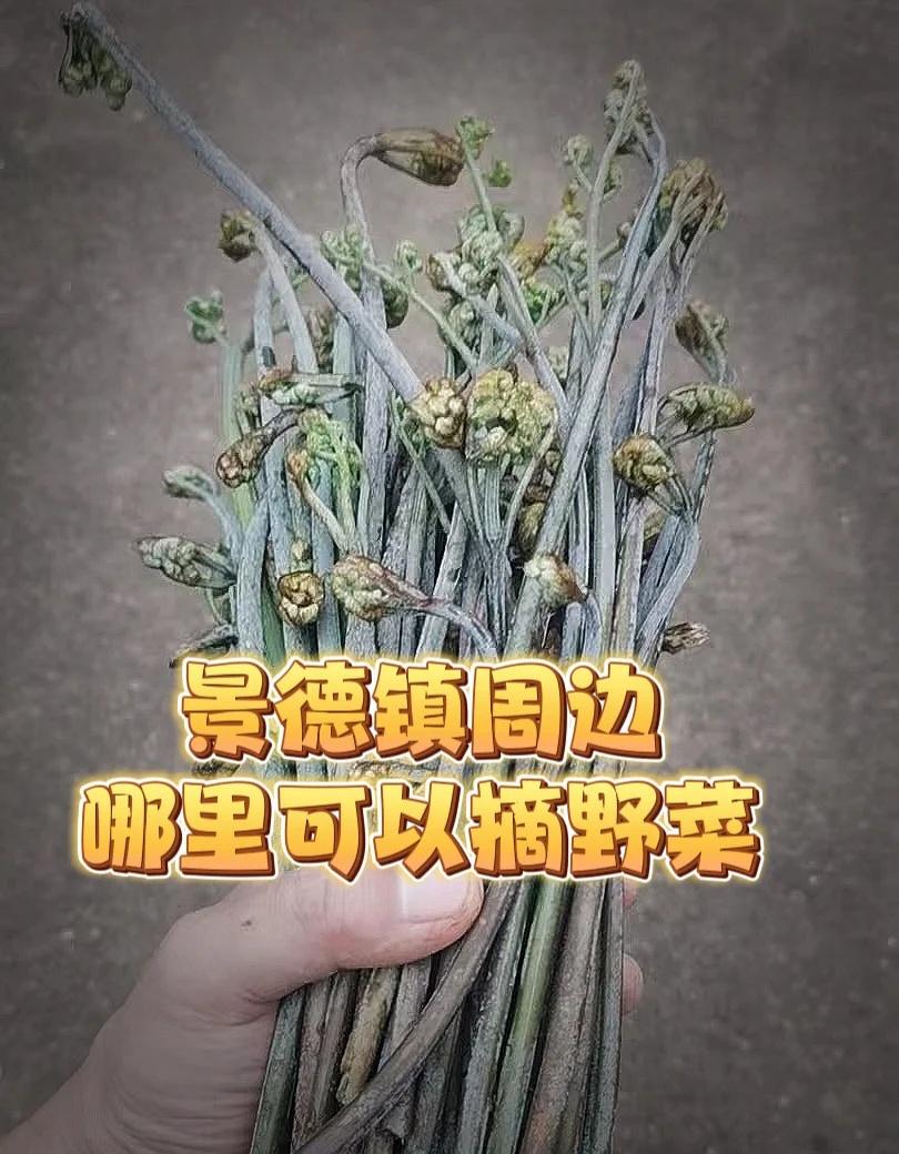 求景德镇周边 摘野菜路线！！！
景德镇攻略  挖野菜的乐趣  野生植物  吃野菜
