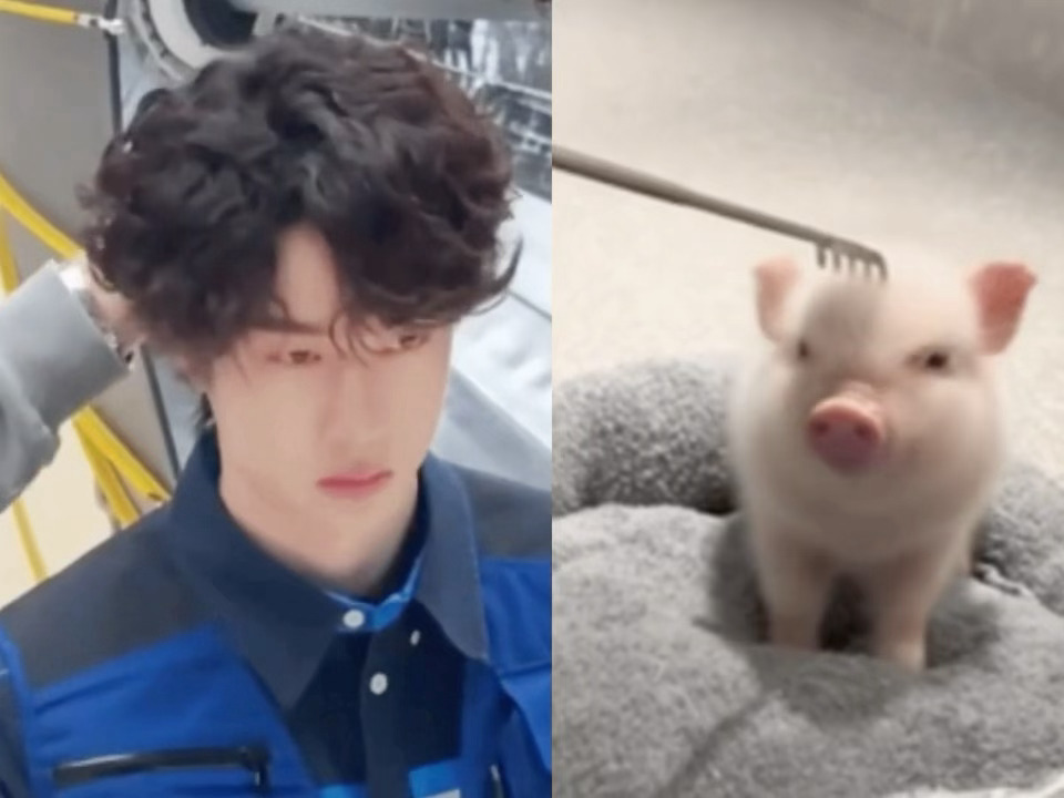 摸摸小猪头 万事不用愁 