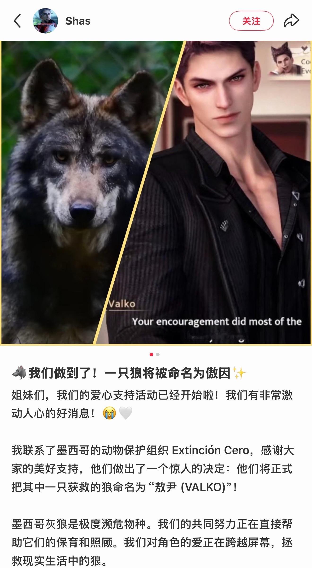 恋与深空   一只墨西哥灰狼将被命名为敖尹恋与深空敖尹恋与深空 爱比恨更有力量