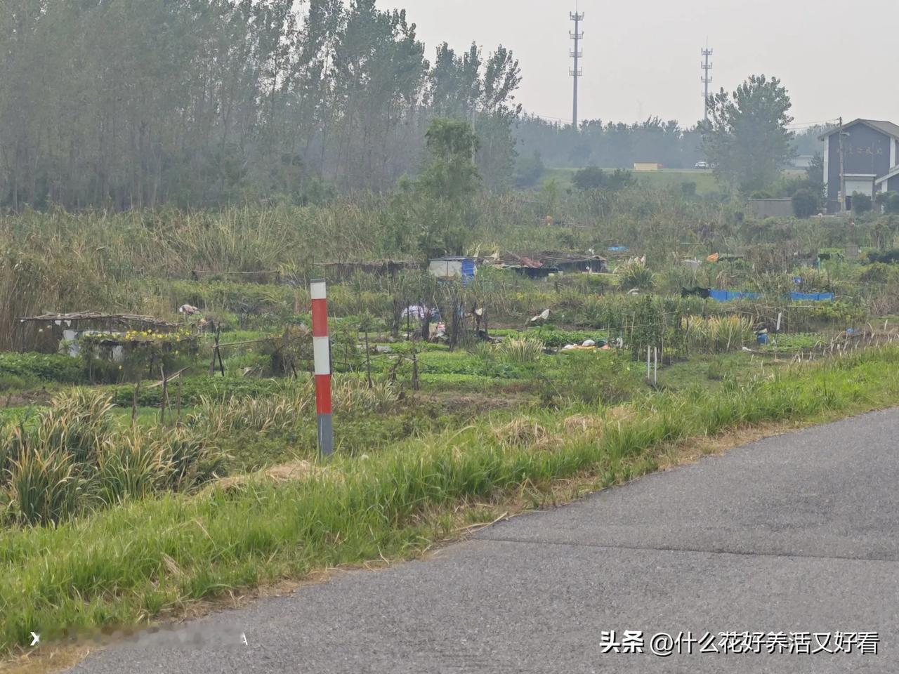 分享你的家庭菜园